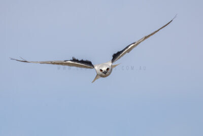 Letter-winged Kite - Male1