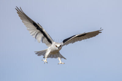 Letter-winged Kite - Male2