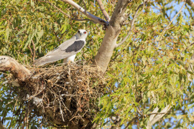 Letter-winged Kite - On Nest