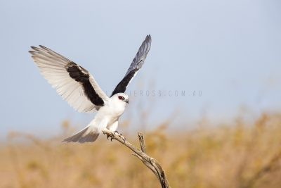 Letter-winged Kite - Wings Out