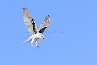 Letter-winged Kites - Young Adult