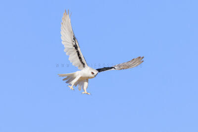 Letter-winged Kites - Young Adult1