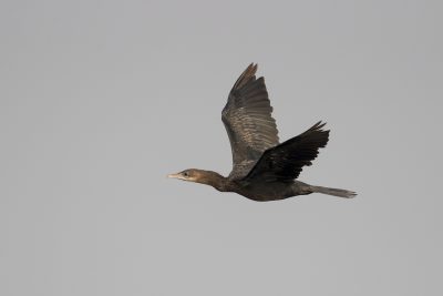 Little Cormorant - In Flight (Microcarbo niger)