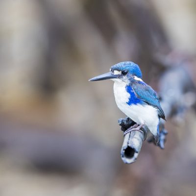 Kingfishers & Tree Kingfishers