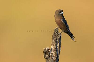 Little Woodswallow2