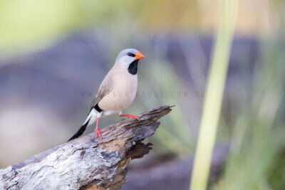 Long-tailed Finch - Breeding Plumage1