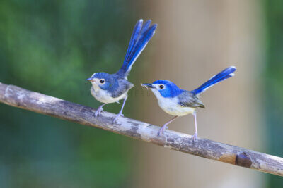 Lovely Fairy-wren - Female with young female