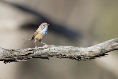  Mallee Emu-wren - Male (Stipiturus mallee)
