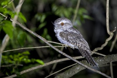 Marbled Frogmouth (Podargus ocellatus).