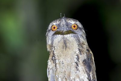 Marbled Frogmouth - Portrait