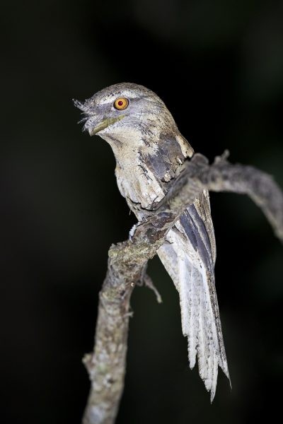 Marbled Frogmouth - Side