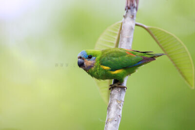 Marshall's Fig-parrot - Female