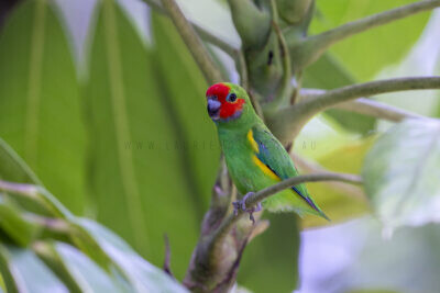 Marshall's Fig-parrot - Male
