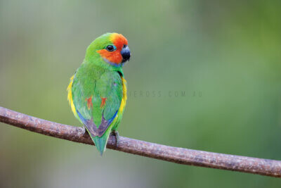 Marshall's Fig-parrot - Male Back
