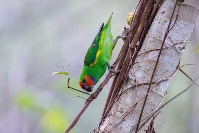 Marshall's Fig-parrot - Male1