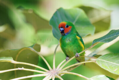 Marshall's Fig-parrot - Male2