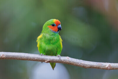 Marshall's Fig-parrot - Male5