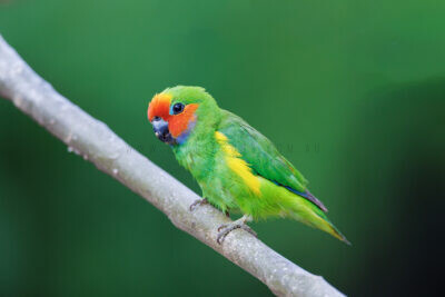 Marshall's Fig-parrot - Male7