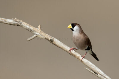 Masked Finch (White-eared)2