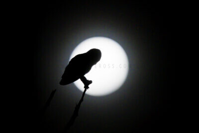 Masked Owl - Moonlit