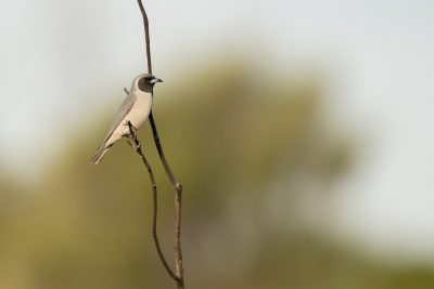 Masked Woodswallow (Artamus personatus) - Ulara, NT