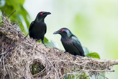 Metallic Starling - Pair at nest (Aplonis metallica)