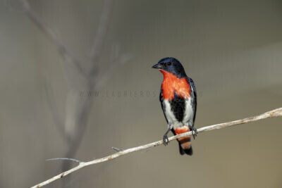 Mistletoebird - Male2