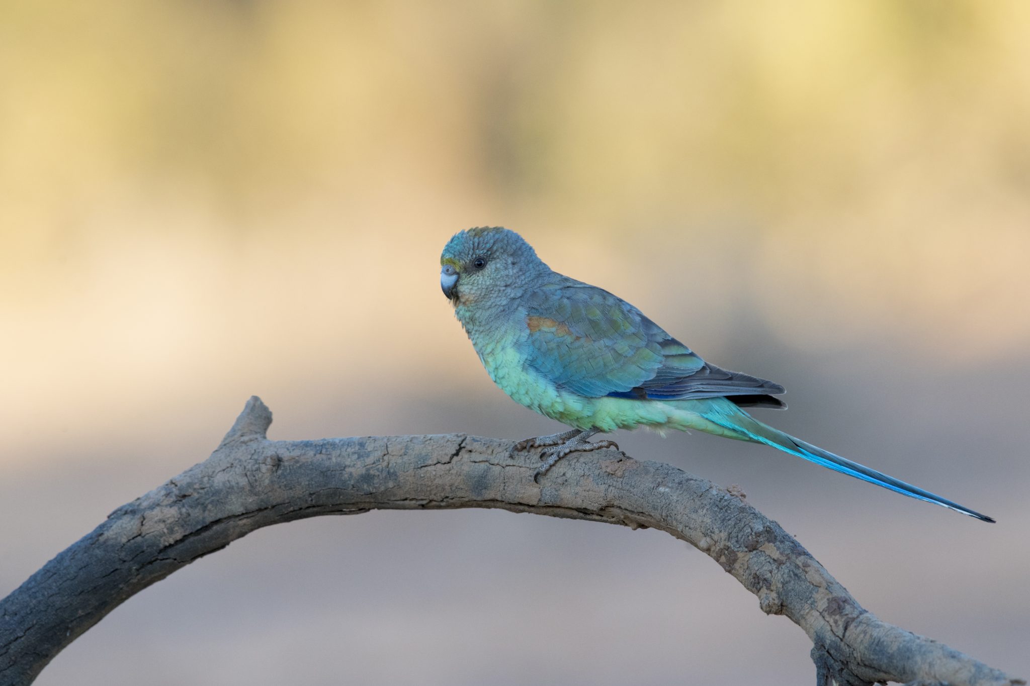 Mulga Parrot - Female (Psephotus varius)1