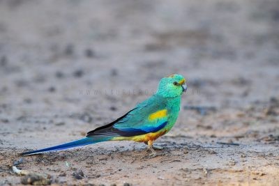 Mulga Parrot - Male on ground (Psephotus varius).2