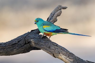 Mulga Parrot - Male (Psephotus varius)1