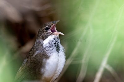 Noisy Scrub-bird