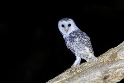 Northern Masked Owl - Male3