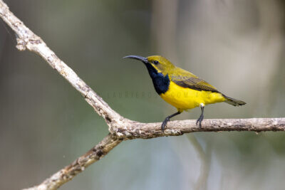 Olive-backed Sunbird - Male