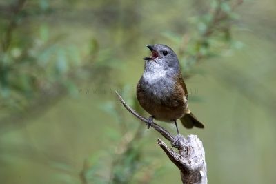 Olive Whistler - Calling (Pachycephala olivacea apatetes)