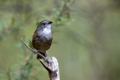 Olive Whistler (Pachycephala olivacea apatetes).1