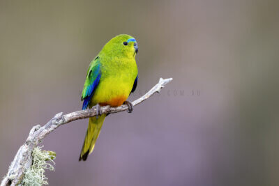 Orange-bellied Parrot - Male