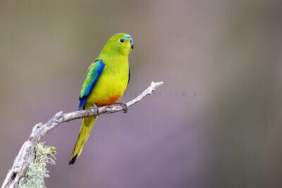 Orange-bellied Parrot - Male1