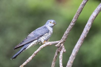 Oriental Cuckoo