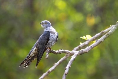 Oriental Cuckoo.2