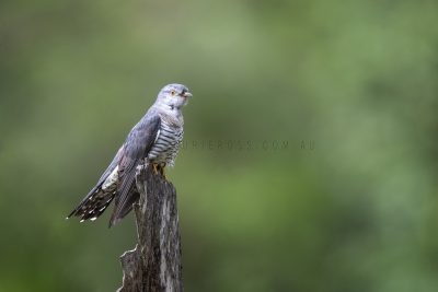 Oriental Cuckoo.3