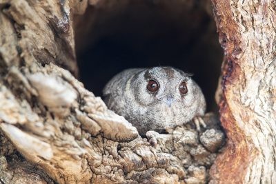 Owlet Nightjar - At Hollow (Aegotheles cristatus cristatus).2