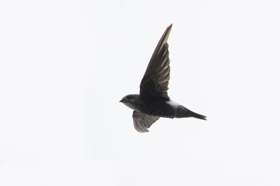 Pacific (Fork-tailed) Swift (Apus pacificus pacificus)