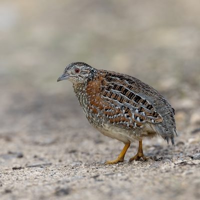 Buttonquail, Pratincoles and Coursers