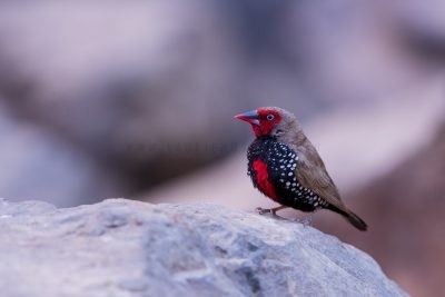 Painted Finch - Male