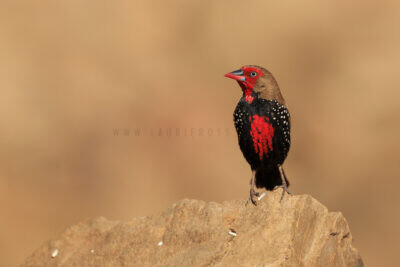 Painted Finch - Male.