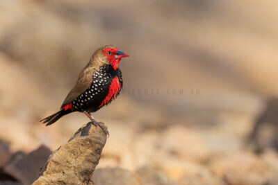 Painted Finch - Male1