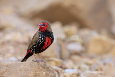 Painted Finch - Male4