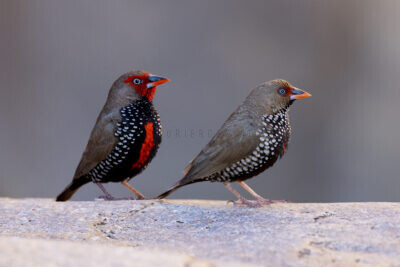 Painted Finch - Pair