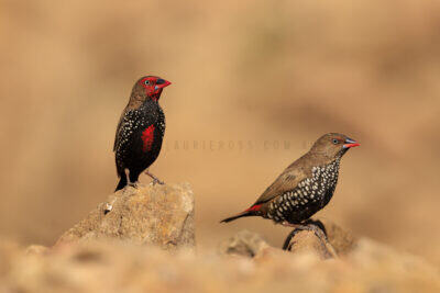Painted Finch - Pair