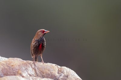 Painted Firetail - Male (Emblema pictum)